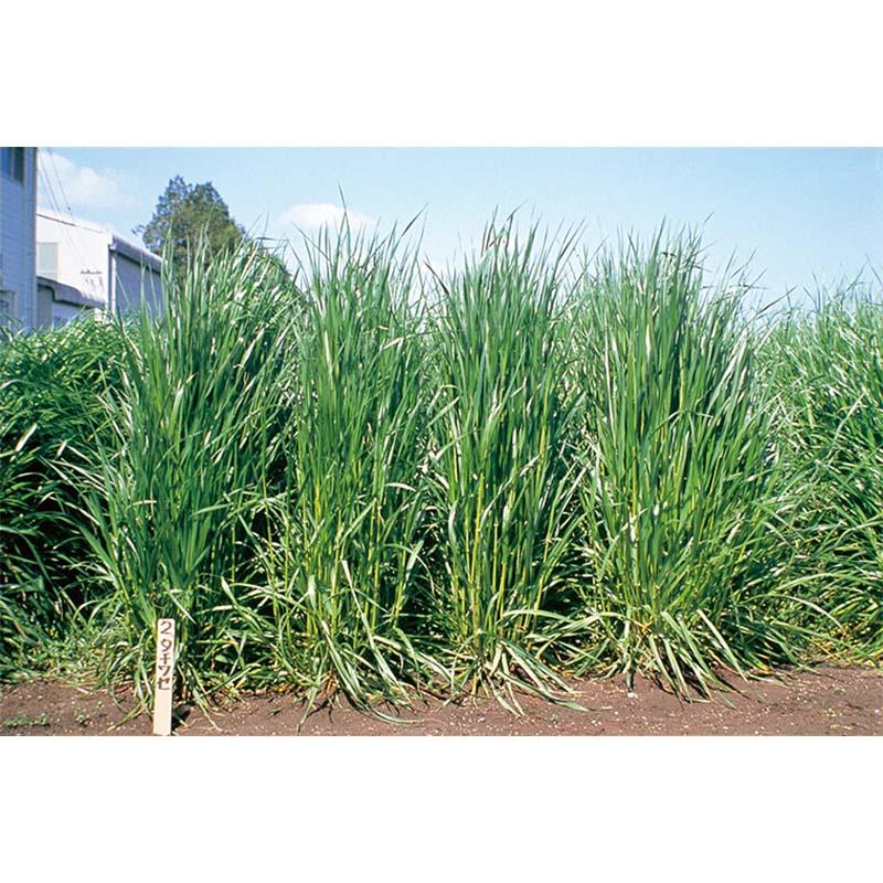 種 10kg イタリアンライグラス タチワセ 早生 酪農 畜産 播種期：春・秋 雪印種苗 米S 代引不可 (登録品種名:タチワセ) | 