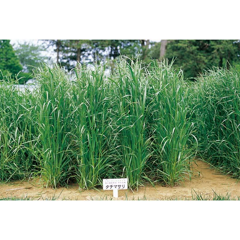 種 10kg イタリアンライグラス タチマサリ 早生 酪農 畜産 播種期：春・秋 雪印種苗 米S 代引不可 (登録品種名:タチマサリ) | 