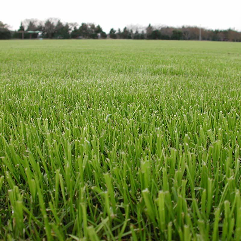 種 10kg アニュアルライグラス フェアウェイ3 ウィンターオーバーシーディング 芝 播種期：春・秋 雪印種苗 米S 代引不可 (登録品種名:クイックドロー) |  | 01