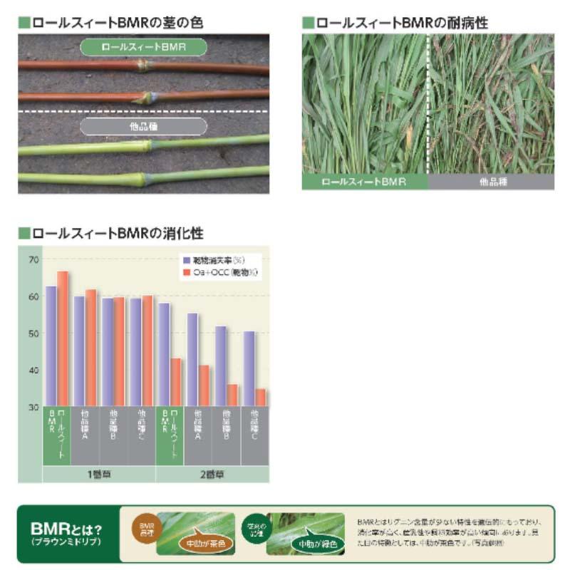 種 2kg スーダングラス ロールスイートBMR 雪印種苗 米S 代引不可 (登録品種名:ロールスイートBMR) |  | 01