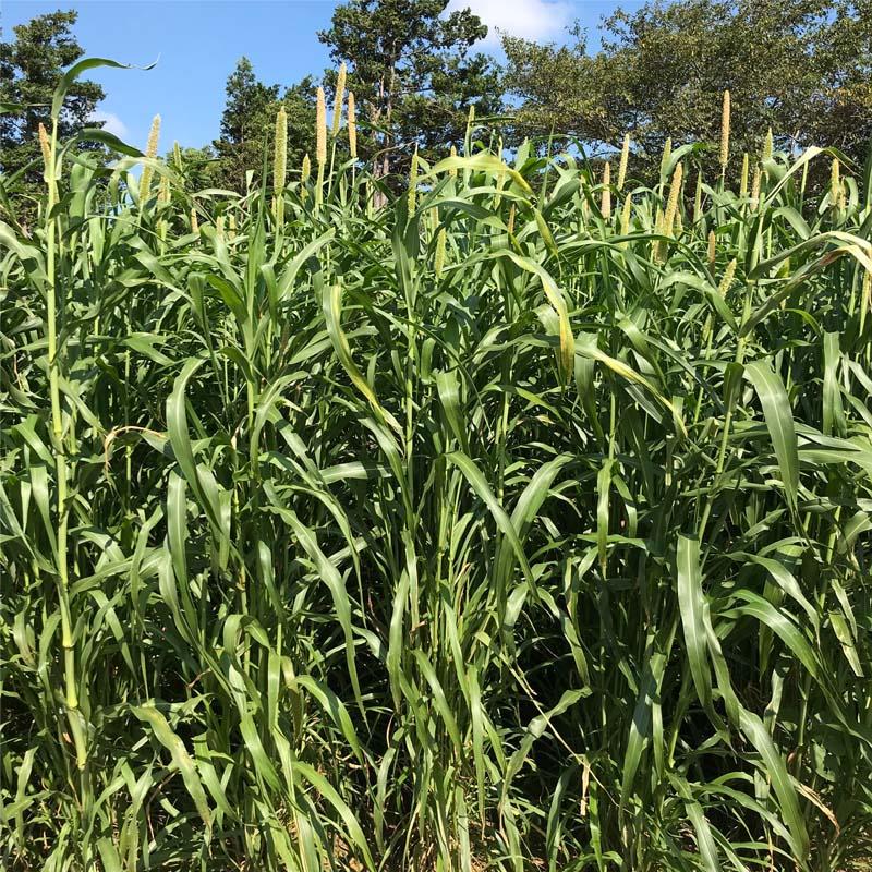 種 2kg パールミレット ネマレット 雪印種苗 米S 代引不可 (登録品種名:ADR300) | 