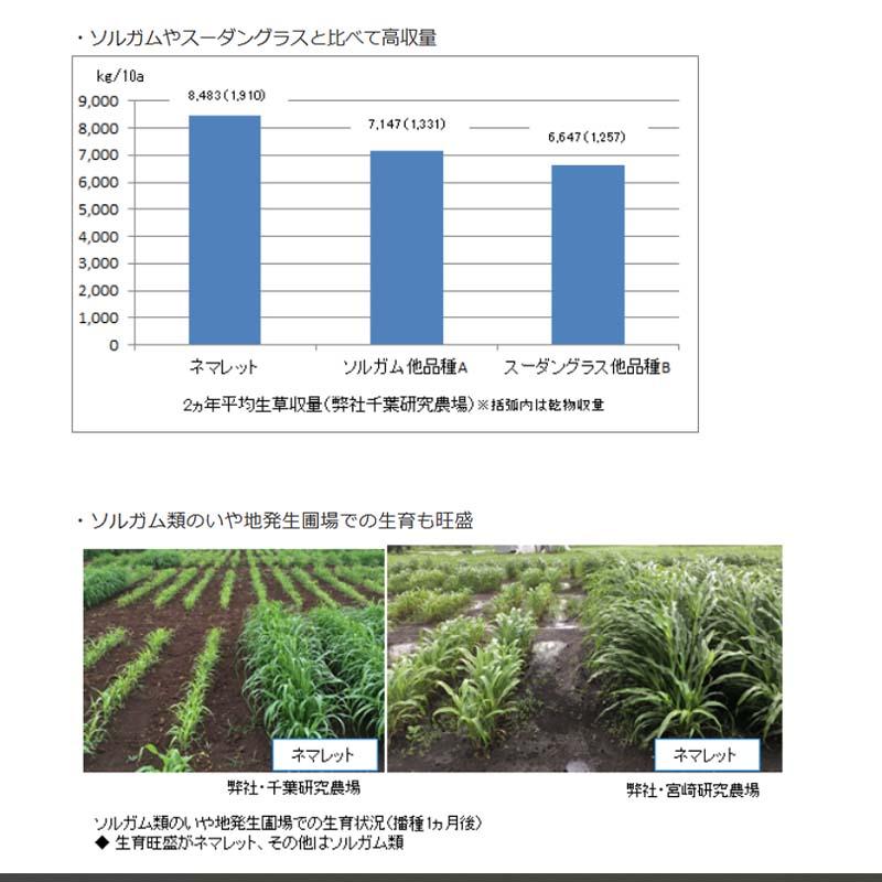 種 2kg パールミレット ネマレット 雪印種苗 米S 代引不可 (登録品種名:ADR300) |  | 01