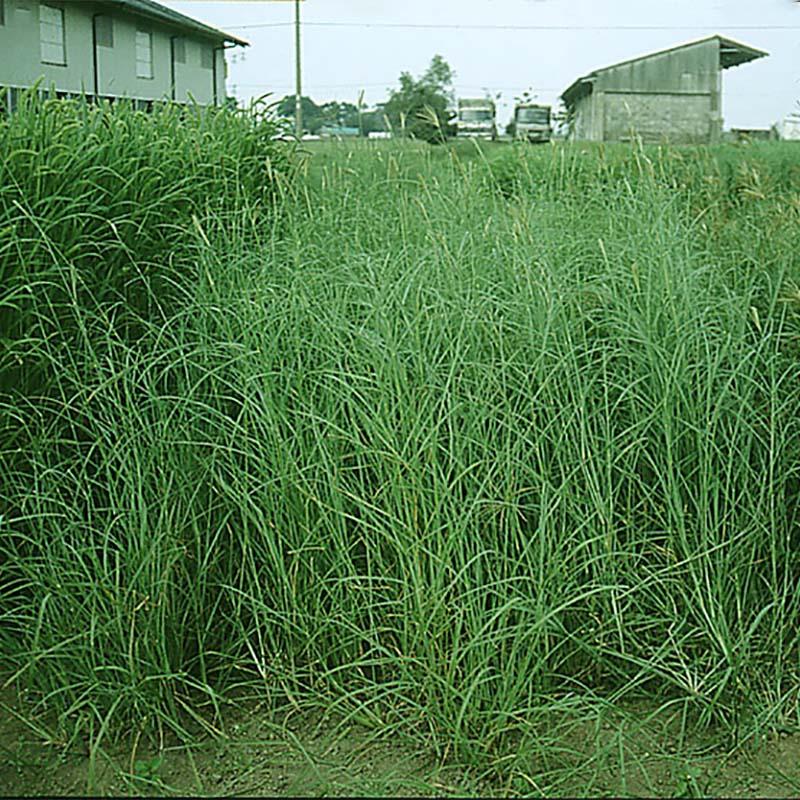 種 4kg ローズグラス カタンボラ コート種子 中生 酪農 畜産 緑肥 雪印種苗 米S 代引不可 (登録品種名:カタンボラ) | 