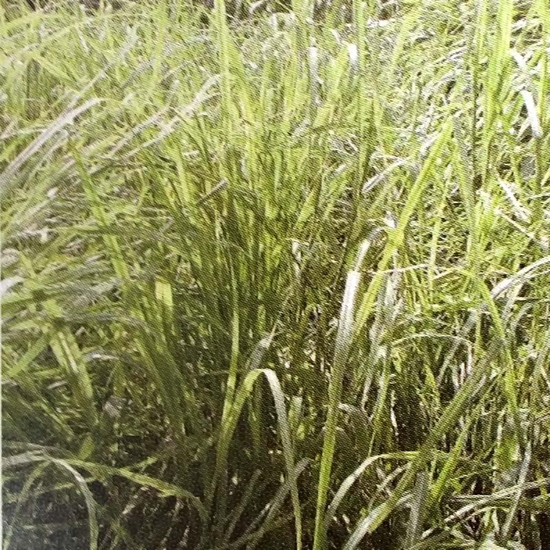 種 3kg ローズグラス カリーデ コート種子 晩生 酪農 畜産 緑肥 雪印種苗 米S 代引不可 (登録品種名:カリーデ) | 