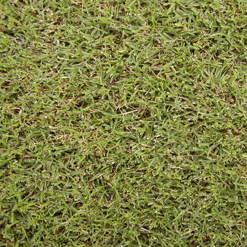 種 1kg バミューダグラス ピラミッド2 雪印種苗 米S 代引不可 (登録品種名:ピラミッド2) | 