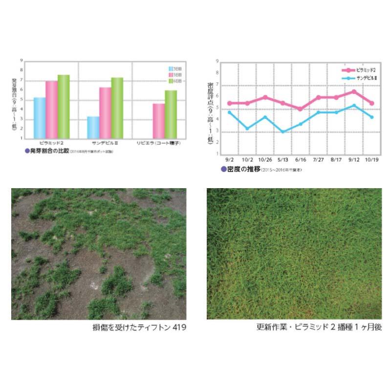 種 1kg バミューダグラス ピラミッド2 雪印種苗 米S 代引不可 (登録品種名:ピラミッド2) |  | 02