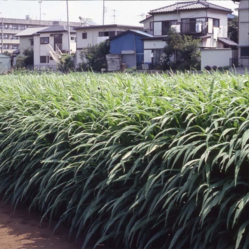 種 2kg ギニアグラス ソイルクリーン 畑作 線虫抑制 緑肥 雪印種苗 米S 代引不可 (登録品種名:ソイルクリーン) | 