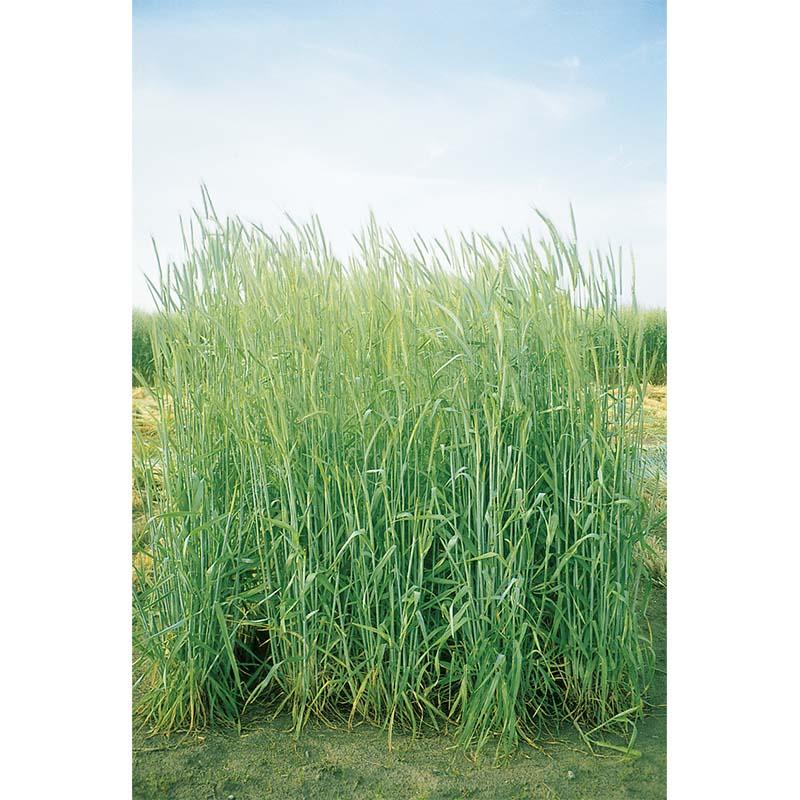 種 3kg ライムギ ライ麦 春香 畑作 緑肥 雪印種苗 米S 代引不可 (登録品種名:春香) | 