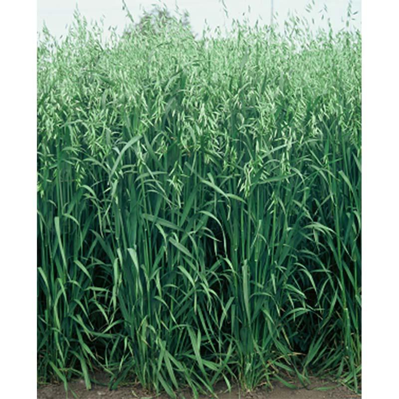 種 12kg PVP エンバク ウルトラハヤテ韋駄天 超極早生 酪農 えん麦 雪印種苗 米S 代引不可 (海外持出禁止 登録品種名: 韋駄天 農林水産省品種登録:第19307号) | 