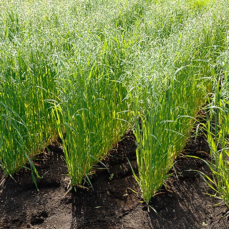 種 15kg エンバク とちゆたか 畑作 園芸 緑肥 播種期 2 11月 えん麦 雪印種苗 米s 代引不可 農業用品販売のプラスワイズ 通販 Yahoo ショッピング