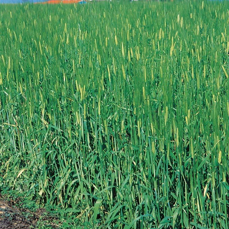 種 10kg オオムギ ワセドリ2条 極早生 酪農 畜産 緑肥 大麦 雪印種苗 米S 代引不可 (登録品種名:ワセドリ2条) | 