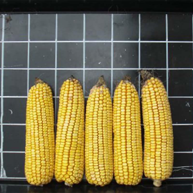 種 3500粒 トウモロコシ スノーデント108 早生 LG3490 飼料作物 とうもろこし 雪印種苗 米S 代引不可 (登録品種名:LG3490) |  | 01