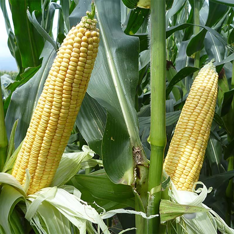 種 3500粒 トウモロコシ スノーデント125T 中生 SH2821 飼料作物 とうもろこし 雪印種苗 米S 代引不可 (登録品種名:SH2821) |  | 01