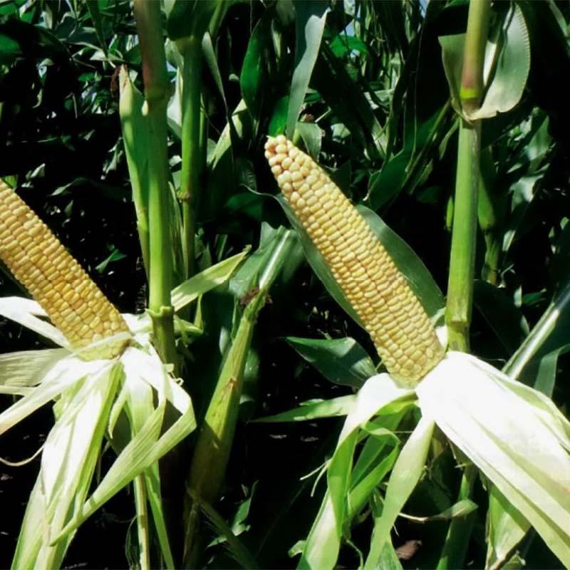 種 3500粒 トウモロコシ ネオデント エスパス 95 SL0746 北海道用 飼料作物 とうもろこし 雪印種苗 米S 代引不可 (登録品種名:SL0746) | 