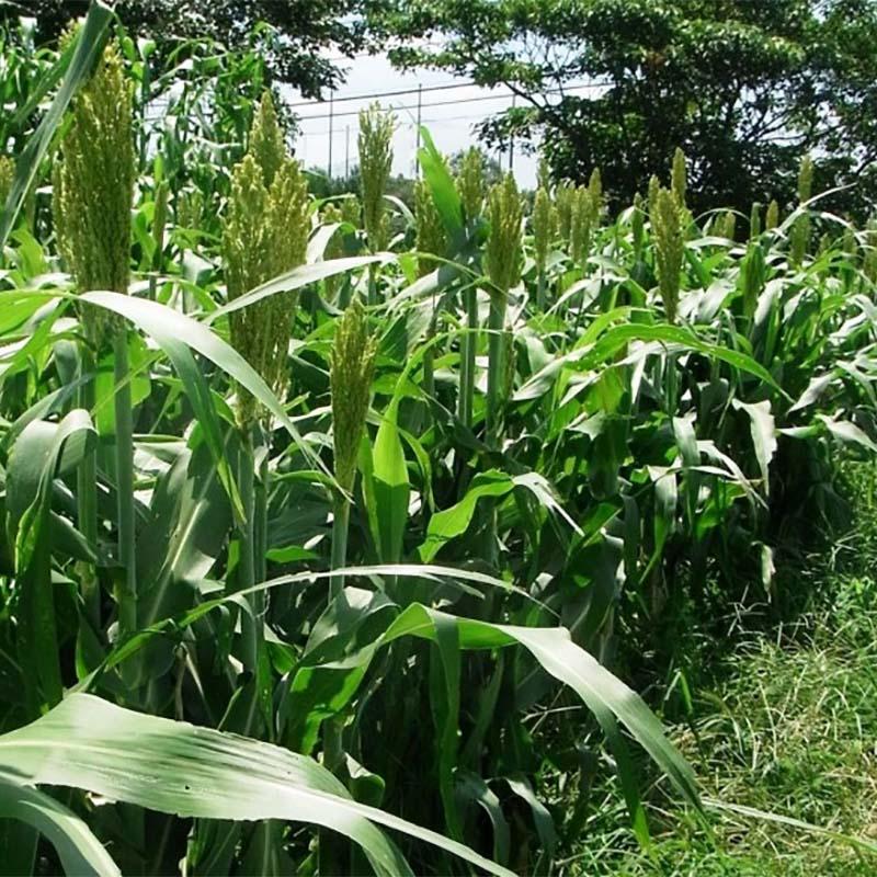 種 7kg ソルガム 短尺ソルゴー 早中生 酪農 畜産 緑肥 雪印種苗 米S 代引不可 (登録品種名:短尺ソルゴー) | 