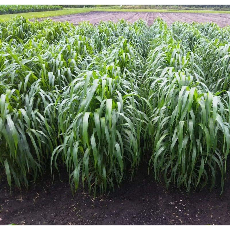 種 2kg スーダングラス ネオうまかろーる ニューダン 雪印種苗 米S 代引不可 (登録品種名:ニューダン) | 