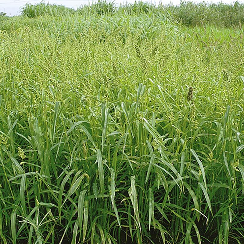 種 6kg 飼料用ヒエ 青葉ミレット 酪農 畜産 緑肥 雪印種苗 米S 代引不可 (登録品種名:青葉ミレット) | 