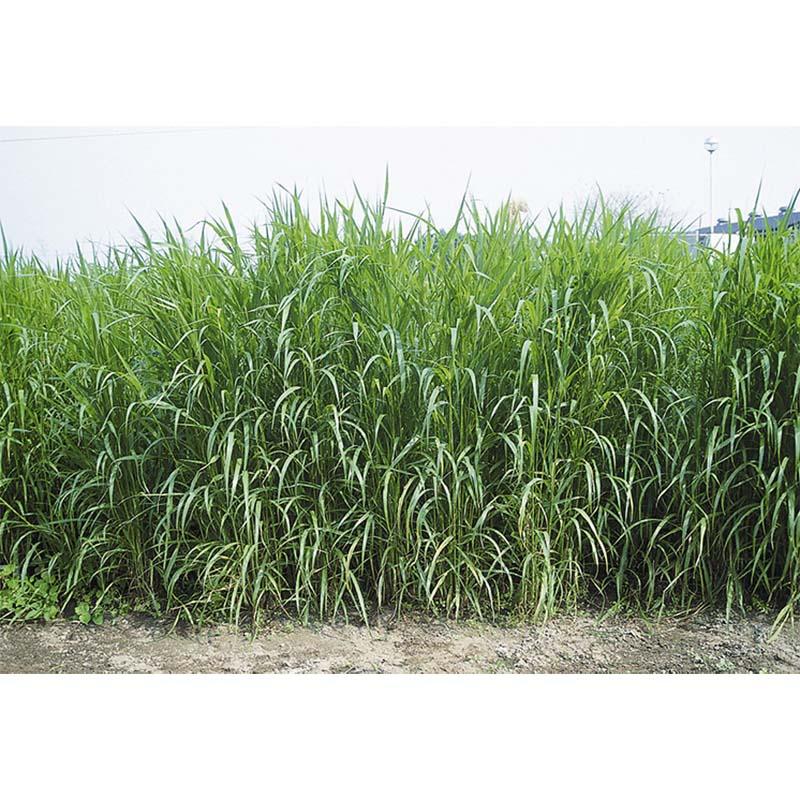 種 2kg アワ なつ乾草 雪印種苗 米S 代引不可 (登録品種名:なつ乾草) | 