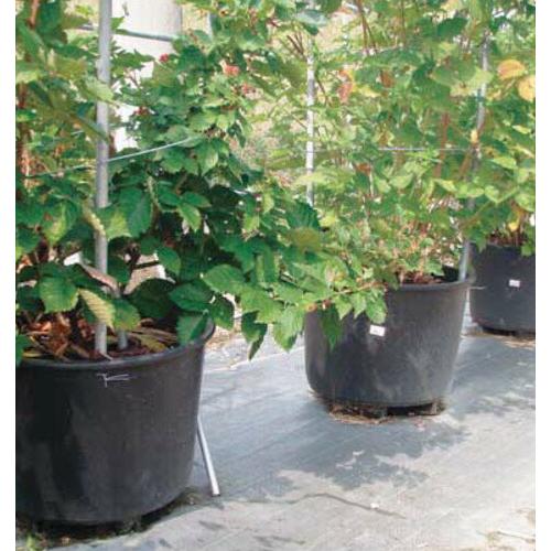 4個 果樹栽培用 脚付 大型ポット サンポット 120L 直径660×520mm 穴あり サンポリ 個人宅配送不可 北海道不可 代引不可 |  | 01