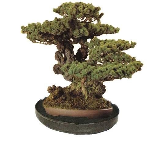 個人宅配送不可 くるくる 盆栽台 丸型 黒 5個 室内用 遍照 手入れの鉢まわしが簡単 サンポリ 代引不可 6267 農業用品販売のプラスワイズ 通販 Yahoo ショッピング