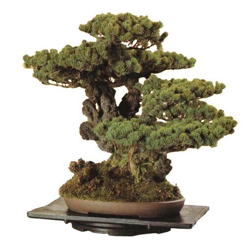 4個 くるくる 盆栽台 角大型 黒 室内用 遍照 手入れの鉢まわしが簡単 サンポリ 個人宅配送不可 代引不可 |  | 01