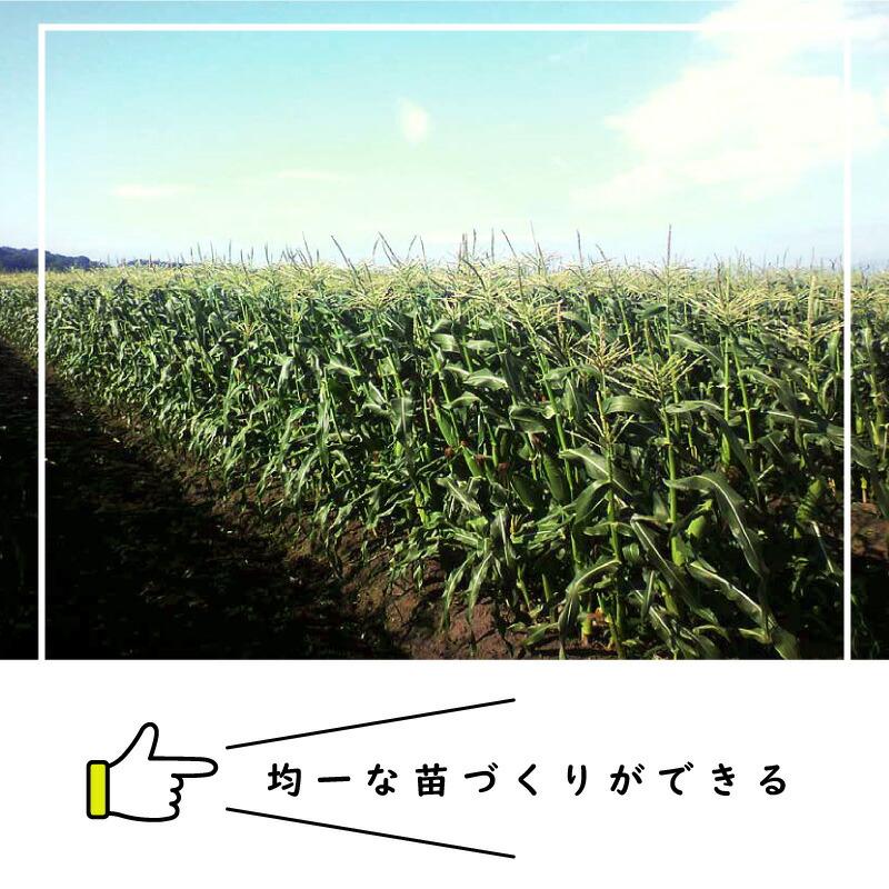 ペーパーポット No.2-264 (5H) 105冊 (個) 264鉢 生分解性 紙筒 播種 種まき 育苗 苗 スイートコーン アスパラガス ニッテン タS 個人宅配送不可 代引不可 |  | 01