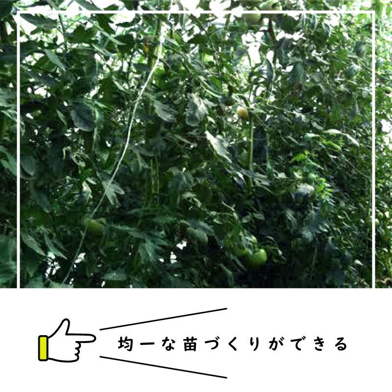 ペーパーポット No.13 13号 300冊 (個) 84鉢 生分解性 紙筒 播種 種まき 育苗 苗 トマト キュウリ キャベツ 野菜 ニッテン タS 個人宅配送不可 代引不可 |  | 01