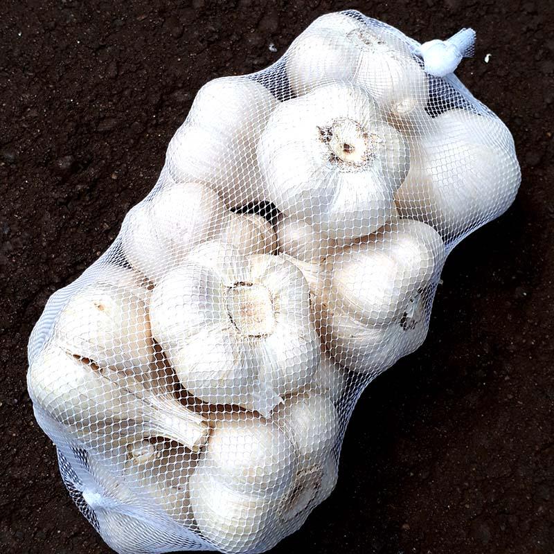 10kg 栽培用 ニンニク 青森県産 ホワイト六片 Lサイズ にんにく 球根 種用 吉S DZ |  | 01