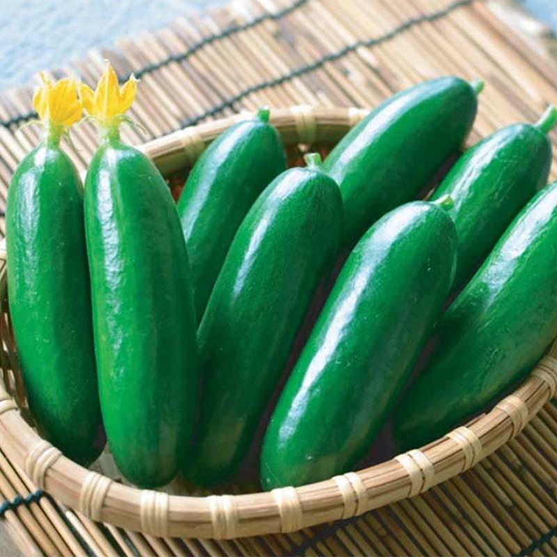 100粒入 栽培用種子 きゅう太郎 キュウリのタネ 宇治交配 ミニきゅうり 丸種 米s 代引不可 農業用品販売のプラスワイズ 通販 Yahoo ショッピング