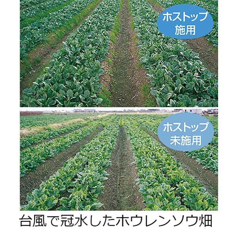 ホストップ 10L (コック付) 高機能液肥 亜リン酸液肥 液体肥料 サカタのタネ サカタマモルシリーズ 代引不可 |  | 02