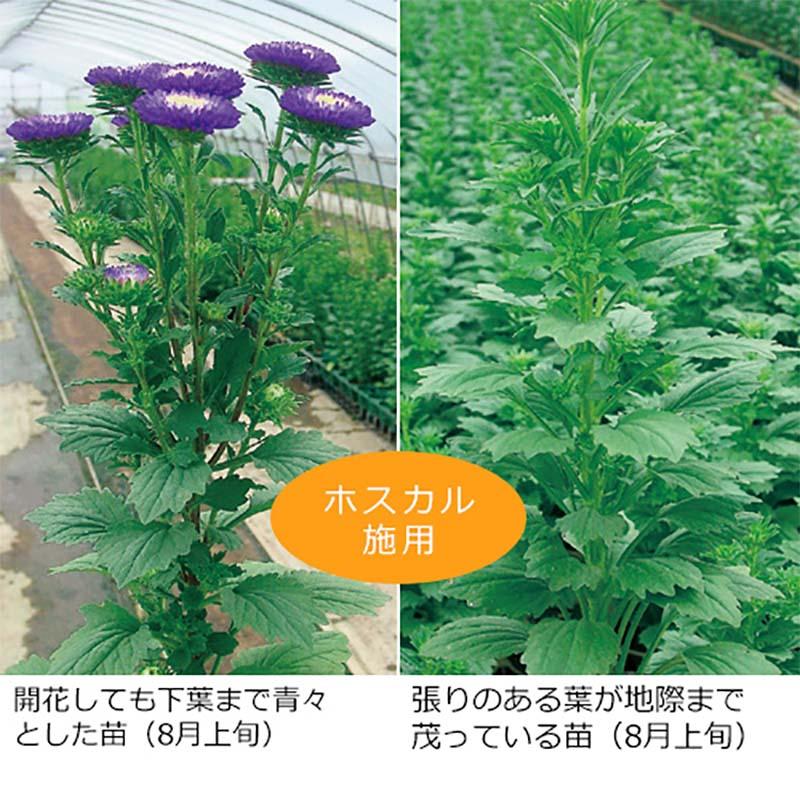 ホスカル 10L (コック付) 亜リン酸液肥 液体肥料 サカタのタネ サカタマモルシリーズ 代引不可 |  | 02