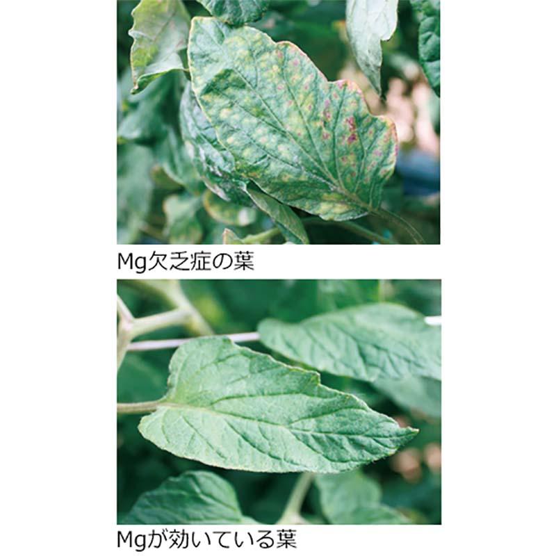 ホスマグ 1L 亜リン酸液肥 液体肥料 サカタのタネ サカタマモルシリーズ 代引不可 |  | 03