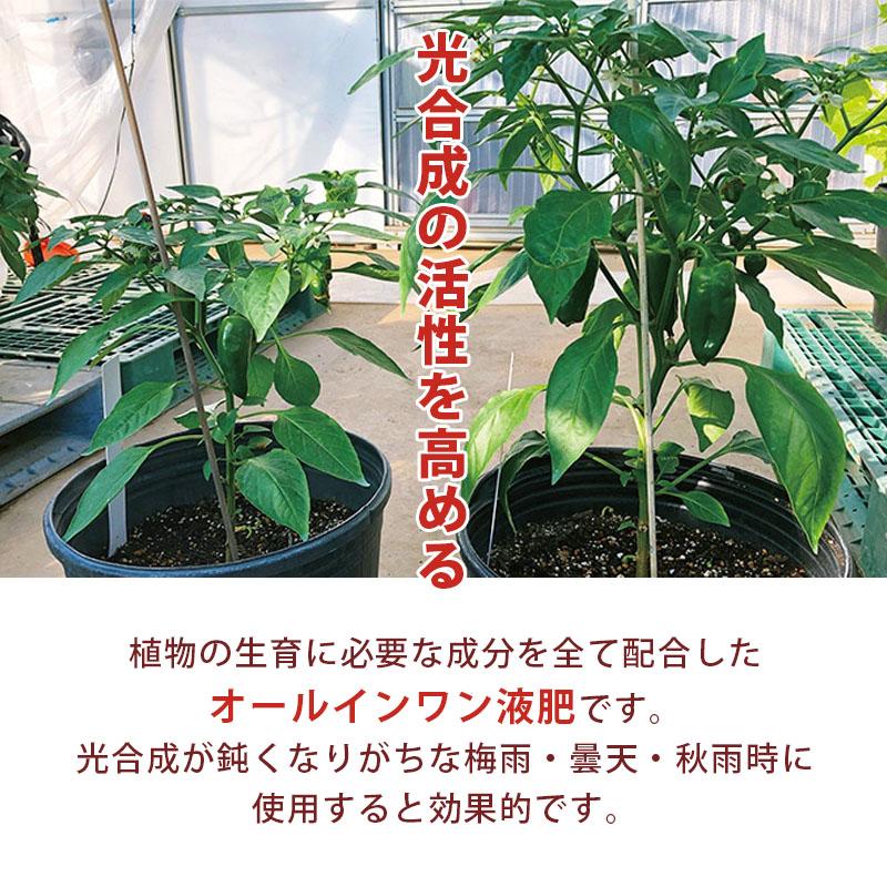 12本 アラフェスタ 1kg ALA-FeSTA 万能型液肥 液体肥料 サカタのタネ サカタマモルシリーズ 代引不可 |  | 03