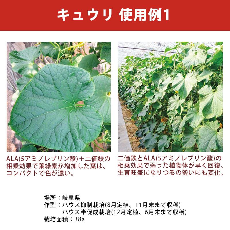 12本 アラフェスタ 1kg ALA-FeSTA 万能型液肥 液体肥料 サカタのタネ サカタマモルシリーズ 代引不可 |  | 05
