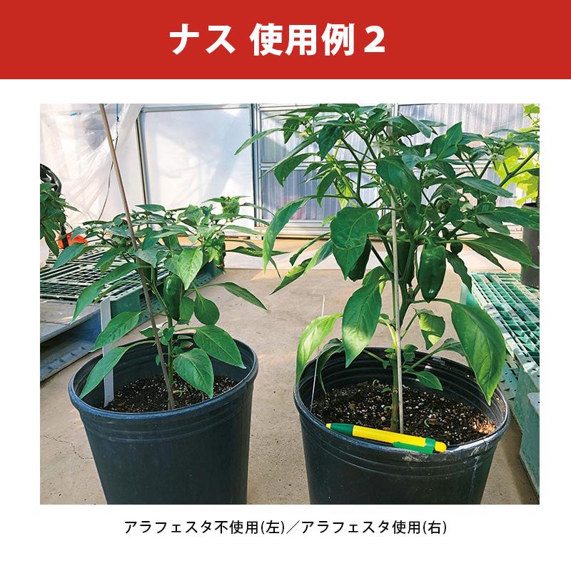12本 アラフェスタ 1kg ALA-FeSTA 万能型液肥 液体肥料 サカタのタネ サカタマモルシリーズ 代引不可 |  | 06