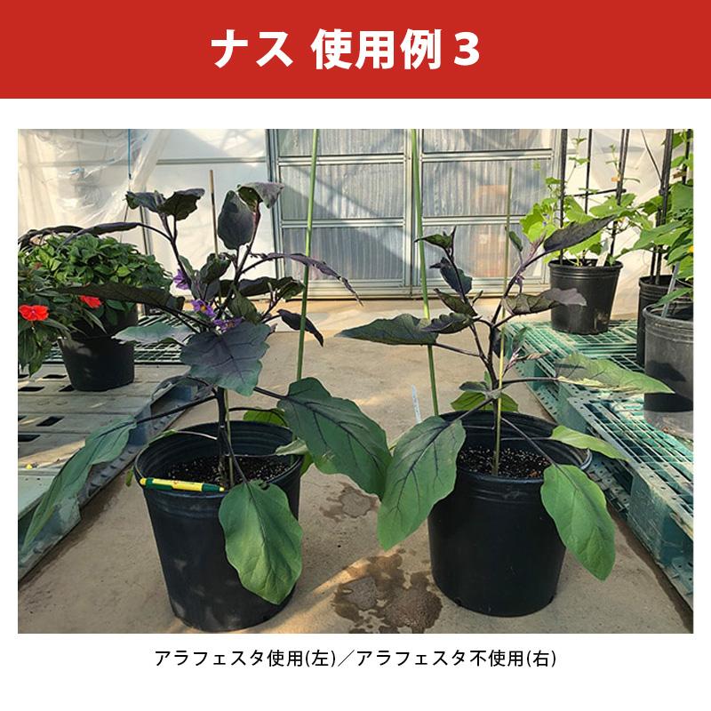 アラフェスタ 1kg ALA-FeSTA 万能型液肥 液体肥料 サカタのタネ サカタマモルシリーズ DZ |  | 07