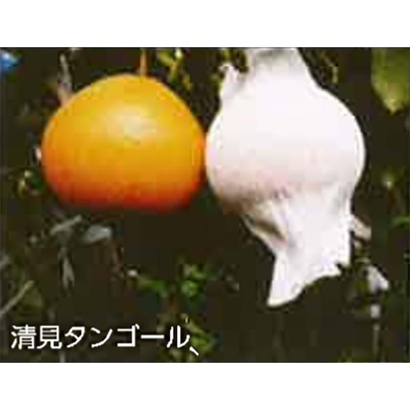 3500枚 果実袋 サンテ S-6 15cm 白 果面保護 ミカン 日焼防止 着色促進 樹上越冬 など みかん 伸縮性 耐久性 縛る必要なし 回収 保管 簡単 東レコムズ D | 