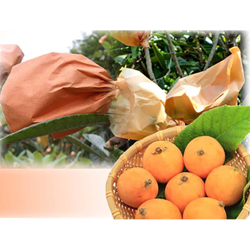 5000枚 果実袋 びわ用掛袋 KM-2 #16 特寸 内面黒印刷 100-7200 つぶ掛 田中用 ビワ 枇杷 一色本店 D |  | 01