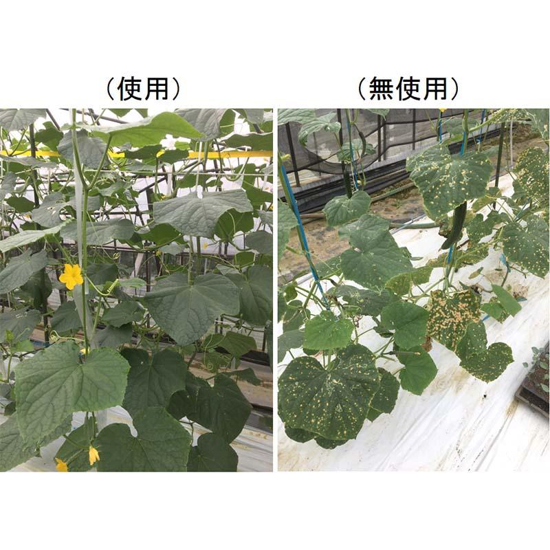 植物活力剤 植物剛健 500mL キチン キトサンオリゴ糖 希釈タイプ 福井シード DZ |  | 02
