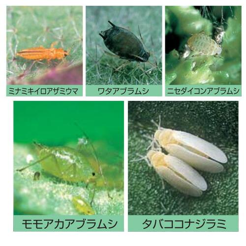 バイエル 殺虫剤 アドマイヤー 1粒剤 3kg 水稲 野菜 果樹などの害虫防除 農薬 イN 代引不可 |  | 02