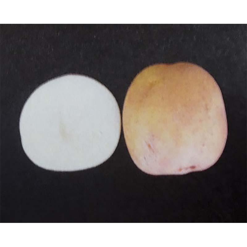 10kg 種芋 キタカムイ 混玉 ジャガイモ じゃがいも栽培用 吉S DZ (海外持出禁止 登録品種名:キタカムイ 農林水産省品種登録:第19543号) |  | 01