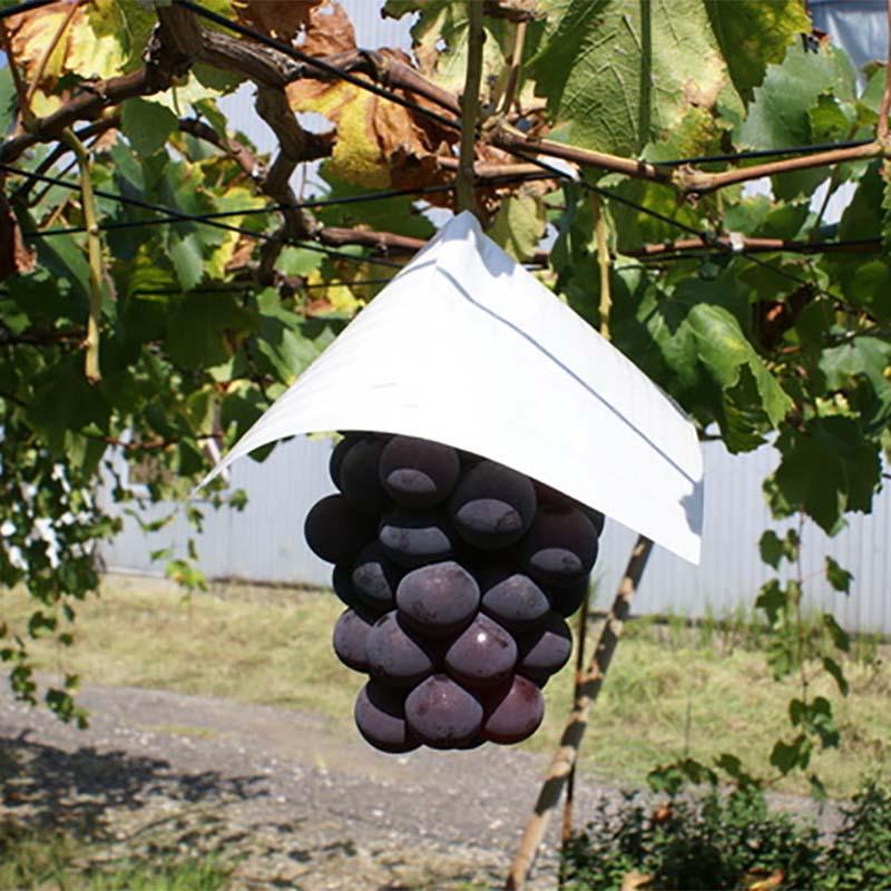 1000枚 ぶどう用 蝋引き傘 240角 553204 葡萄傘 ブドウ傘 ぶどう傘 ロー引傘 ロー引 傘 かさ カサ 葡萄 ぶどう ブドウ 日除け 日焼け対策 雨除け 雨対策 星野 DZ |  | 02