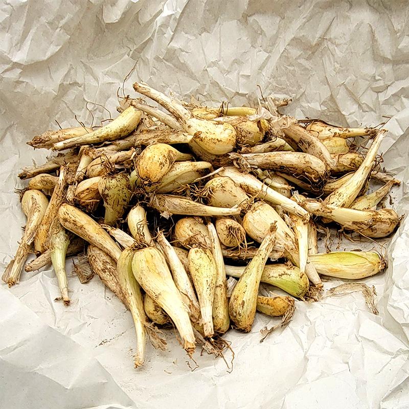 ＼大特価／ 3kg 種ラッキョウ らっきょう 栽培用 家庭菜園 プロ農家 吉S DZ | 