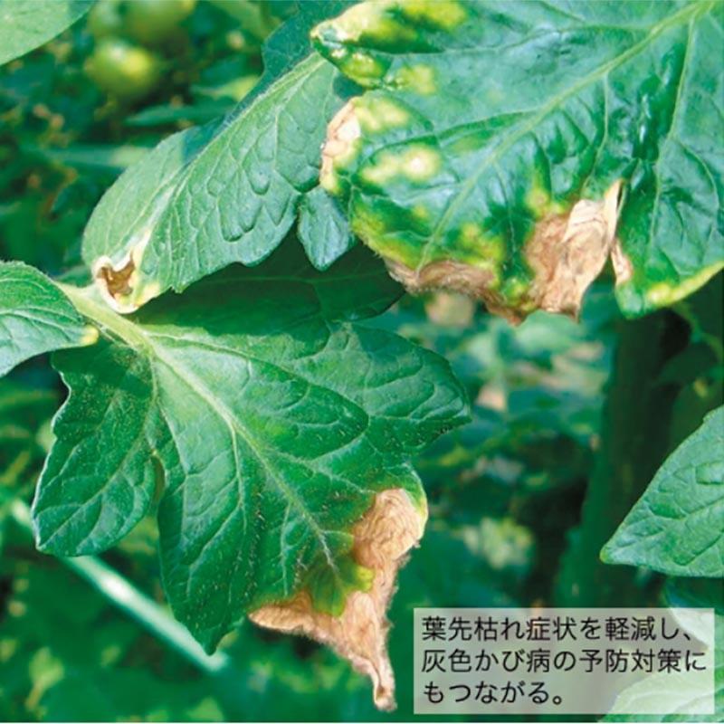 kgトマト元気液肥 タキイ種苗 タ種 肥料 液肥 栽培 代引不可 638 農業用品販売のプラスワイズ 通販 Yahoo ショッピング