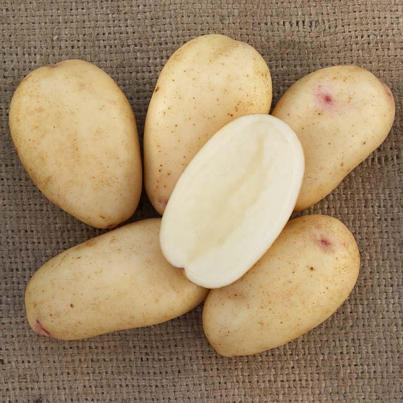 10kg 種芋 はるか 混玉 じゃがいも PVP ジャガイモ 栽培用 吉S DZ (海外持出禁止 登録品種名:はるか 農林水産省品種登録:第17576号) |  | 01