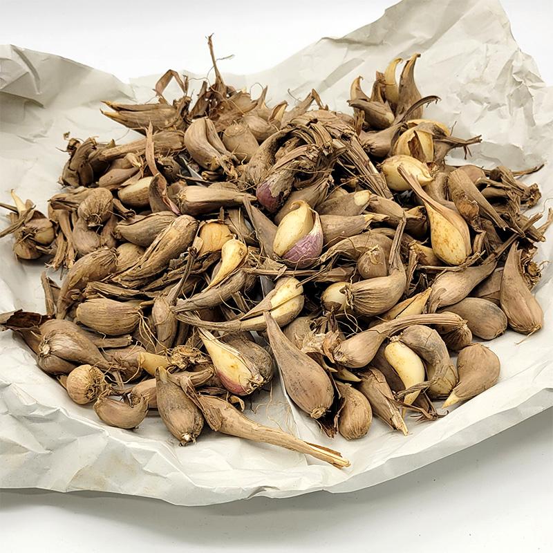 1kg 種あさつき アサツキ アサヅキ あさづき 栽培用 家庭菜園 プロ農家 吉S DZ | 