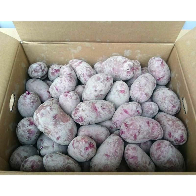 ＼大特価／ 10kg 種芋 ジャガイモ ドラゴンレッド 西海31号 混玉 じゃがいも 栽培用 福S 代引不可 産直 (登録品種名:西海31号) | 