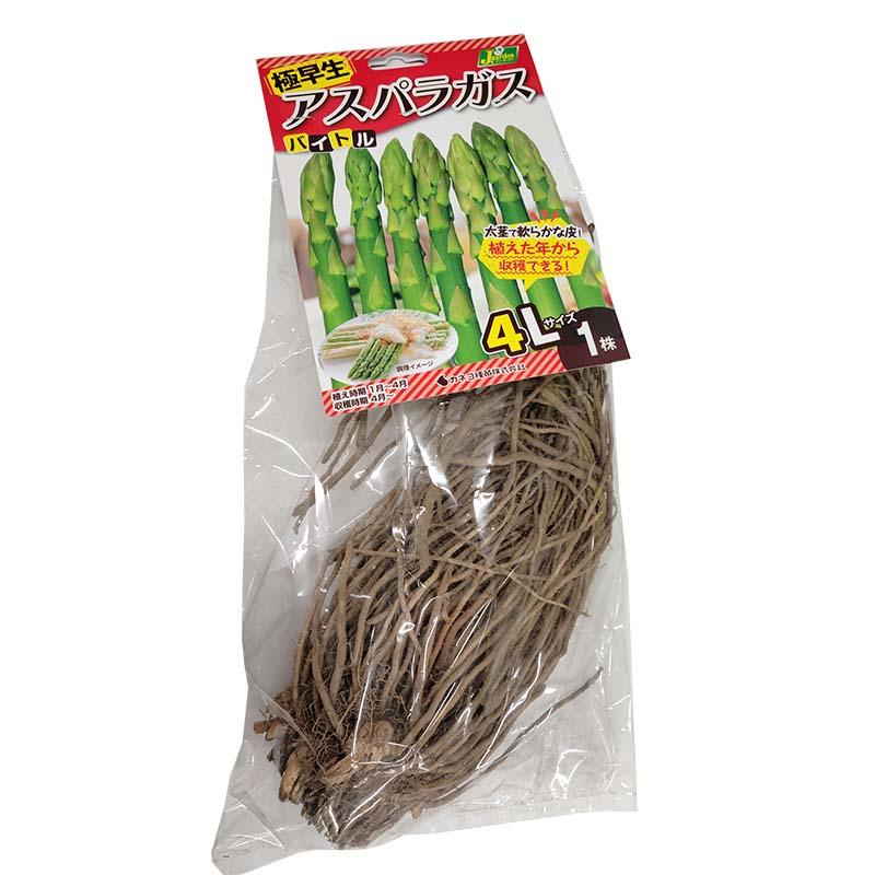 1株 バイトル アスパラガス苗 4Lサイズ 栽培用 カネコ種苗 DZ (登録品種名:バイトル) | 