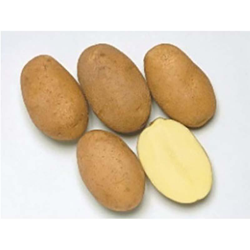 5kg 種芋 北海こがね 混玉 ジャガイモ じゃがいも栽培用 吉S DZ  (登録品種名:ホッカイコガネ) |  | 01