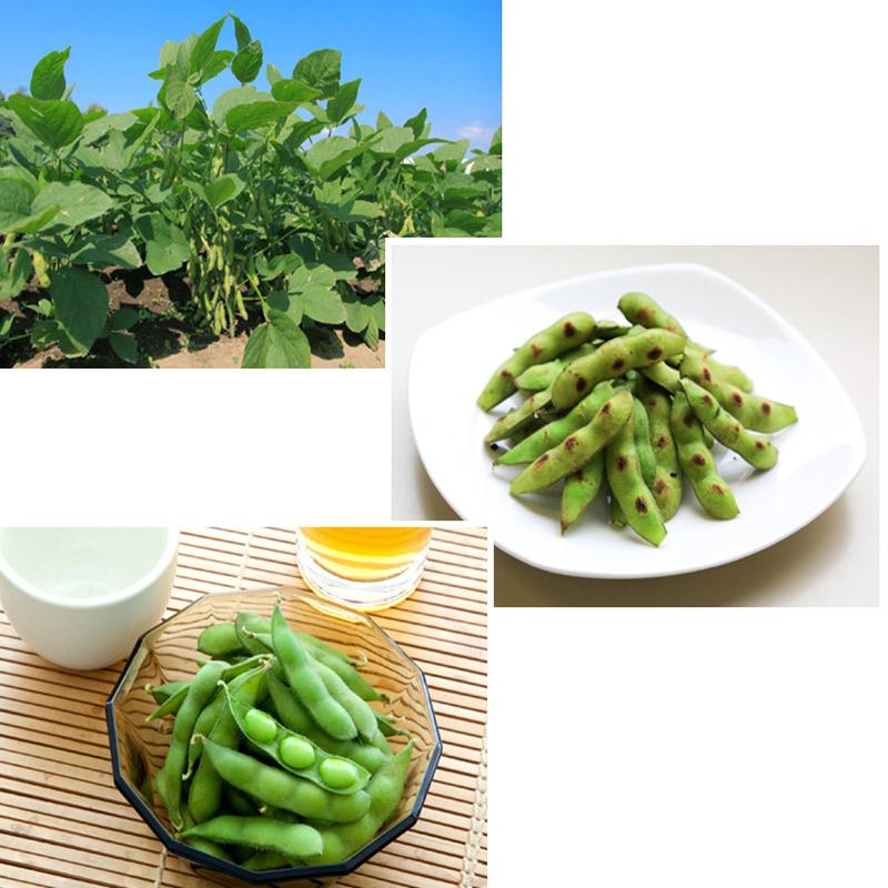 1000粒 (50粒×20袋) エダマメ 湯あがり娘 カネコ種苗 枝豆 中早生 白毛 栽培用 ゆあがりむすめ 米S 代引不可 (登録品種名:湯あがり娘) |  | 03